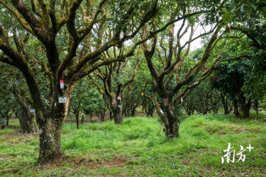 高州根子鎮(zhèn)古荔園，古樹參天，年年碩果累累