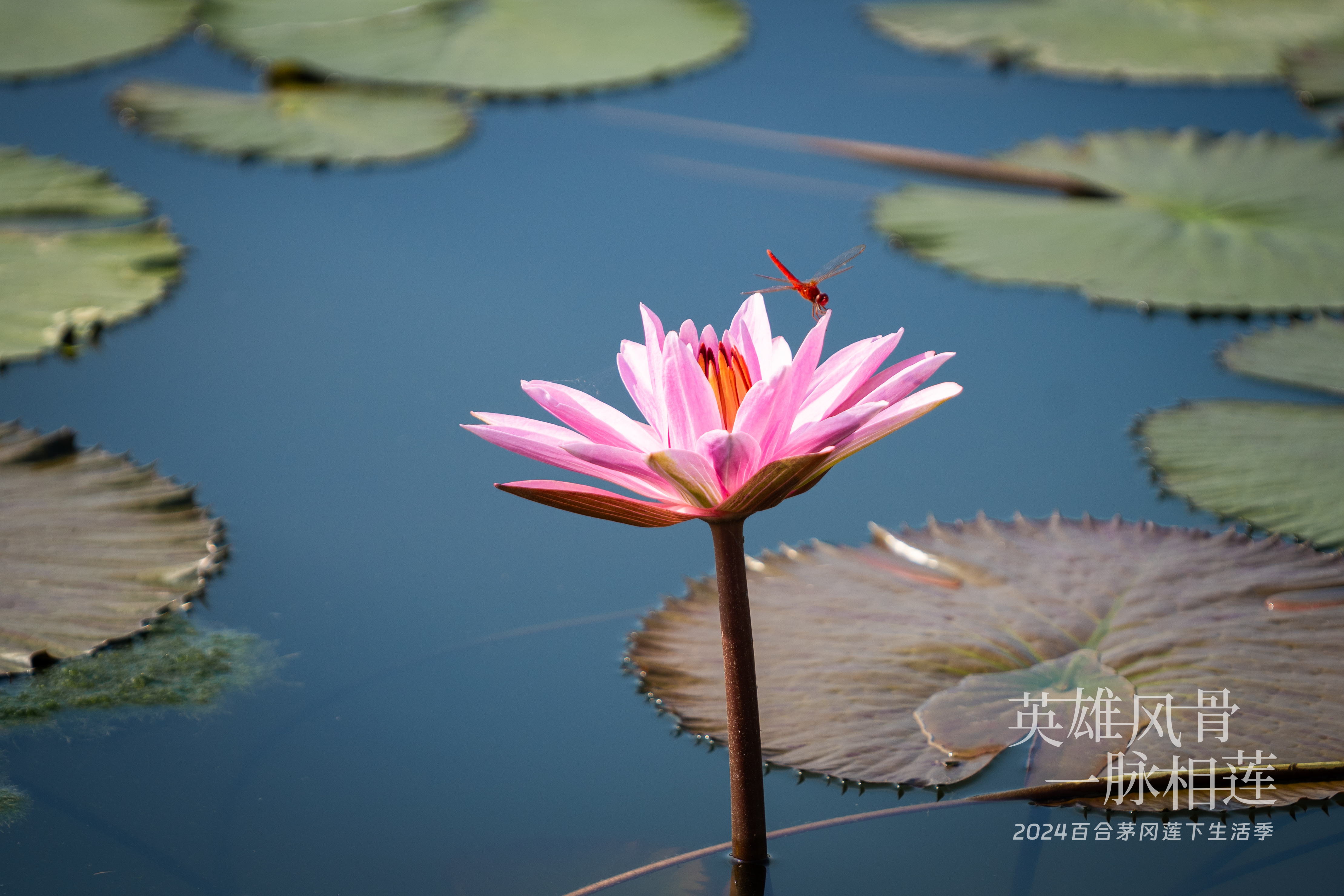 “英雄風(fēng)骨 一脈相蓮”百合茅岡蓮下生活季活動(dòng)順利舉行